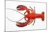 Atlantic Lobster-David Nunuk-Mounted Premium Photographic Print