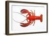 Atlantic Lobster-David Nunuk-Framed Photographic Print