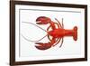 Atlantic Lobster-David Nunuk-Framed Photographic Print