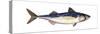 Atlantic Mackerel (Scomber Scombrus), Fishes-Encyclopaedia Britannica-Stretched Canvas