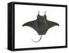 Atlantic Manta (Manta Birostris), Fishes-Encyclopaedia Britannica-Framed Stretched Canvas