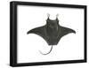 Atlantic Manta (Manta Birostris), Fishes-Encyclopaedia Britannica-Framed Poster