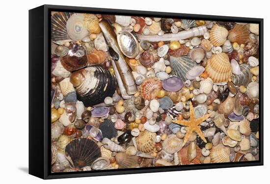 Atlantic Mixed Shells and Starfish on Beach-null-Framed Stretched Canvas