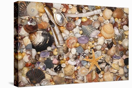 Atlantic Mixed Shells and Starfish on Beach-null-Stretched Canvas