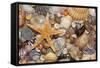 Atlantic Mixed Shells and Starfish on Beach-null-Framed Stretched Canvas