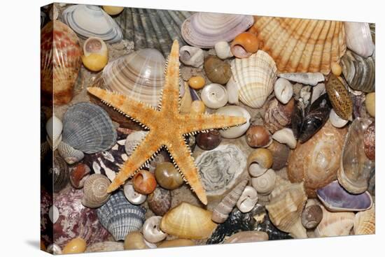 Atlantic Mixed Shells and Starfish on Beach-null-Stretched Canvas