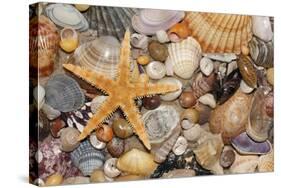 Atlantic Mixed Shells and Starfish on Beach-null-Stretched Canvas