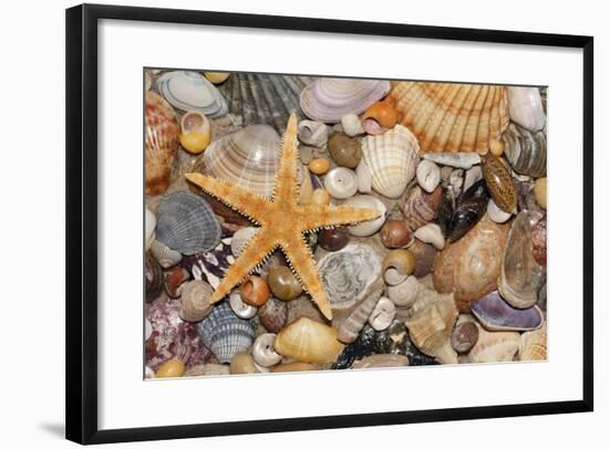 Atlantic Mixed Shells and Starfish on Beach-null-Framed Photographic Print