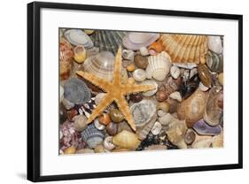 Atlantic Mixed Shells and Starfish on Beach-null-Framed Photographic Print