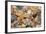 Atlantic Mixed Shells and Starfish on Beach-null-Framed Photographic Print