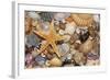 Atlantic Mixed Shells and Starfish on Beach-null-Framed Photographic Print