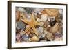 Atlantic Mixed Shells and Starfish on Beach-null-Framed Photographic Print