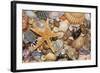 Atlantic Mixed Shells and Starfish on Beach-null-Framed Photographic Print