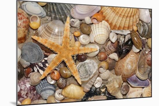 Atlantic Mixed Shells and Starfish on Beach-null-Mounted Photographic Print