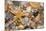 Atlantic Mixed Shells and Starfish on Beach-null-Mounted Photographic Print