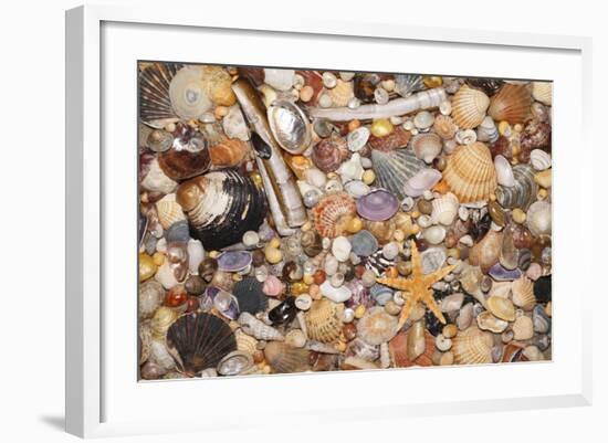 Atlantic Mixed Shells and Starfish on Beach-null-Framed Photographic Print