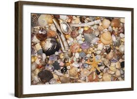 Atlantic Mixed Shells and Starfish on Beach-null-Framed Photographic Print