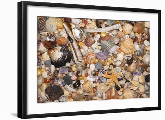 Atlantic Mixed Shells and Starfish on Beach-null-Framed Photographic Print