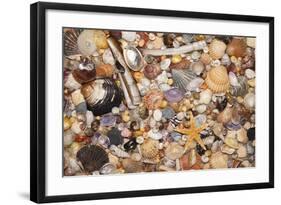 Atlantic Mixed Shells and Starfish on Beach-null-Framed Photographic Print