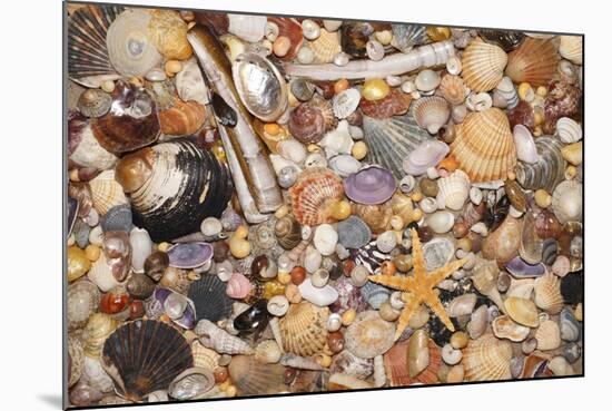 Atlantic Mixed Shells and Starfish on Beach-null-Mounted Photographic Print