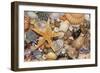 Atlantic Mixed Shells and Starfish on Beach-null-Framed Photographic Print