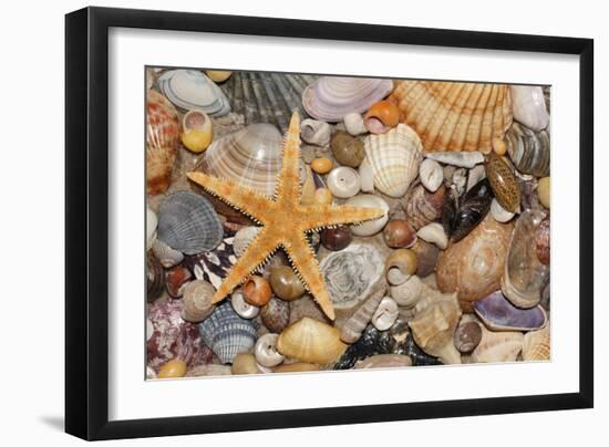 Atlantic Mixed Shells and Starfish on Beach-null-Framed Photographic Print