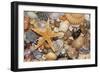 Atlantic Mixed Shells and Starfish on Beach-null-Framed Photographic Print