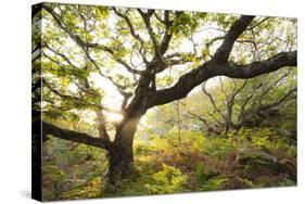 Atlantic Oak Wood (Quercus Petraea), Achduart, Coigach and Assynt, Sutherland, Scotland, UK, June-Niall Benvie-Stretched Canvas