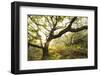 Atlantic Oak Wood (Quercus Petraea), Achduart, Coigach and Assynt, Sutherland, Scotland, UK, June-Niall Benvie-Framed Photographic Print