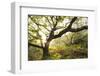 Atlantic Oak Wood (Quercus Petraea), Achduart, Coigach and Assynt, Sutherland, Scotland, UK, June-Niall Benvie-Framed Photographic Print