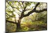 Atlantic Oak Wood (Quercus Petraea), Achduart, Coigach and Assynt, Sutherland, Scotland, UK, June-Niall Benvie-Mounted Photographic Print