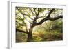 Atlantic Oak Wood (Quercus Petraea), Achduart, Coigach and Assynt, Sutherland, Scotland, UK, June-Niall Benvie-Framed Photographic Print