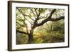 Atlantic Oak Wood (Quercus Petraea), Achduart, Coigach and Assynt, Sutherland, Scotland, UK, June-Niall Benvie-Framed Photographic Print