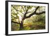 Atlantic Oak Wood (Quercus Petraea), Achduart, Coigach and Assynt, Sutherland, Scotland, UK, June-Niall Benvie-Framed Photographic Print