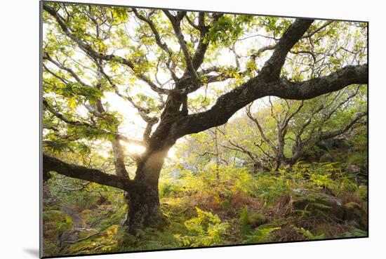 Atlantic Oak Wood (Quercus Petraea), Achduart, Coigach and Assynt, Sutherland, Scotland, UK, June-Niall Benvie-Mounted Photographic Print