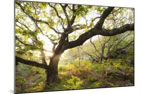 Atlantic Oak Wood (Quercus Petraea), Achduart, Coigach and Assynt, Sutherland, Scotland, UK, June-Niall Benvie-Mounted Photographic Print