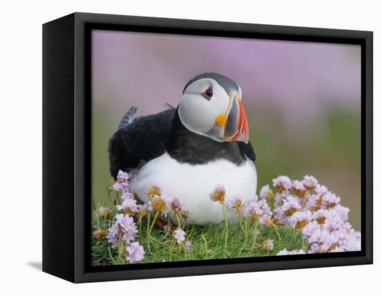 Atlantic Puffin and Sea Pink Flowers, Saltee Island, Ireland-Art Morris-Framed Stretched Canvas