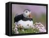 Atlantic Puffin and Sea Pink Flowers, Saltee Island, Ireland-Art Morris-Framed Stretched Canvas