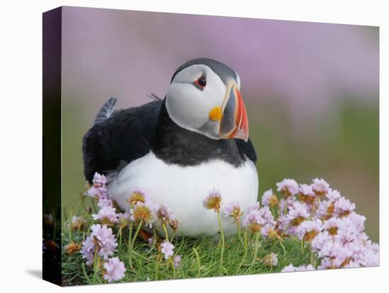 Atlantic Puffin and Sea Pink Flowers, Saltee Island, Ireland-Art Morris-Stretched Canvas