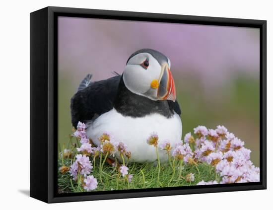 Atlantic Puffin and Sea Pink Flowers, Saltee Island, Ireland-Art Morris-Framed Stretched Canvas