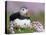 Atlantic Puffin and Sea Pink Flowers, Saltee Island, Ireland-Art Morris-Stretched Canvas