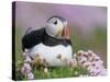 Atlantic Puffin and Sea Pink Flowers, Saltee Island, Ireland-Art Morris-Stretched Canvas