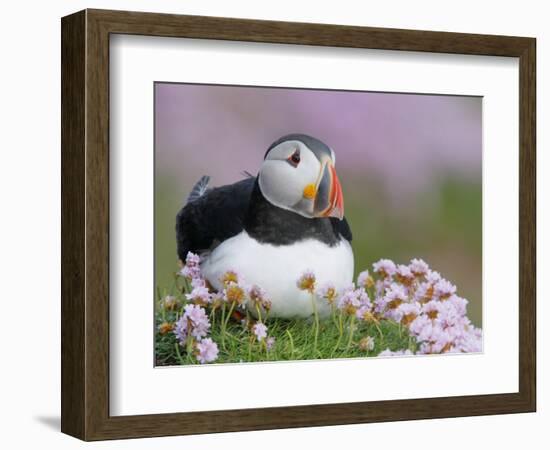 Atlantic Puffin and Sea Pink Flowers, Saltee Island, Ireland-Art Morris-Framed Photographic Print