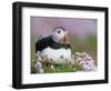 Atlantic Puffin and Sea Pink Flowers, Saltee Island, Ireland-Art Morris-Framed Photographic Print