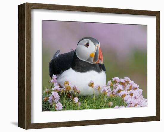 Atlantic Puffin and Sea Pink Flowers, Saltee Island, Ireland-Art Morris-Framed Photographic Print