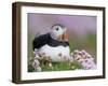 Atlantic Puffin and Sea Pink Flowers, Saltee Island, Ireland-Art Morris-Framed Photographic Print