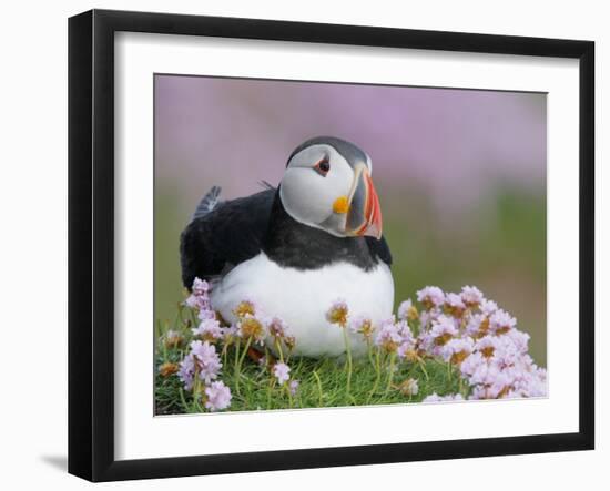 Atlantic Puffin and Sea Pink Flowers, Saltee Island, Ireland-Art Morris-Framed Photographic Print