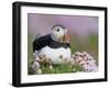 Atlantic Puffin and Sea Pink Flowers, Saltee Island, Ireland-Art Morris-Framed Photographic Print