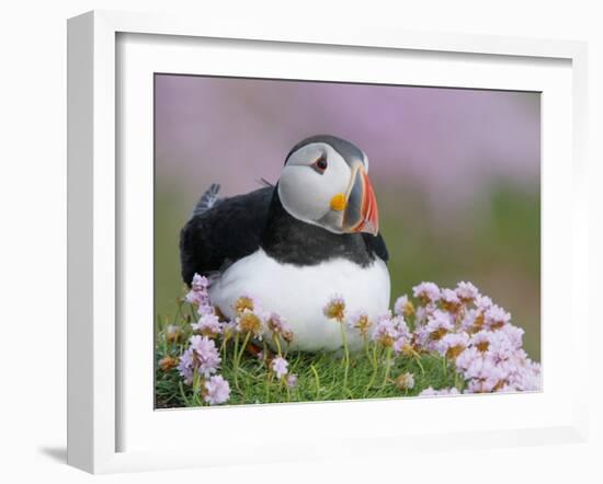 Atlantic Puffin and Sea Pink Flowers, Saltee Island, Ireland-Art Morris-Framed Photographic Print