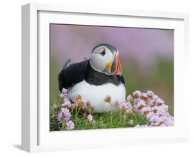 Atlantic Puffin and Sea Pink Flowers, Saltee Island, Ireland-Art Morris-Framed Photographic Print